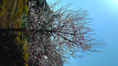 桜B